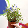 Speedwells - Veronica peduncularis 'Georgia Blue' - British Grown Semi-Evergreen Perennial - Sprouts of Bristol