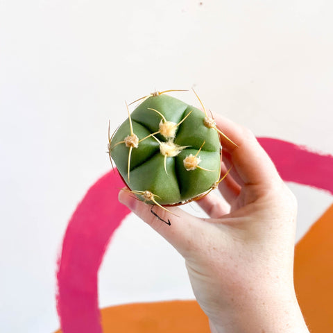 Spider Cactus - Gymnocalycium horstii - Sprouts of Bristol