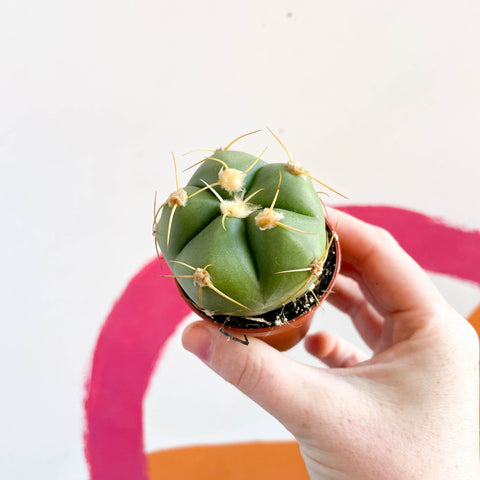 Spider Cactus - Gymnocalycium horstii - Sprouts of Bristol