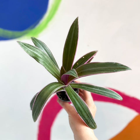 Spider Lily - Tradescantia spathacea 'Discolor' - Sprouts of Bristol