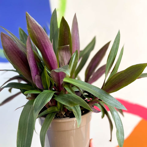 Spider Lily - Tradescantia spathacea 'Sitara’ - British Grown - Sprouts of Bristol