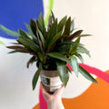Spider Lily - Tradescantia spathacea 'Sitara’ - British Grown - Sprouts of Bristol