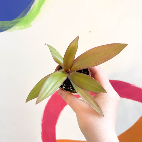 Spider Lily - Tradescantia spathacea 'Sitara’ - Welsh Grown - Sprouts of Bristol
