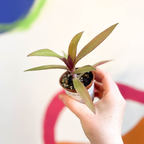Spider Lily - Tradescantia spathacea 'Sitara’ - Welsh Grown - Sprouts of Bristol