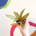 Spider Lily - Tradescantia spathacea 'Sitara’ - Welsh Grown - Sprouts of Bristol
