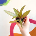 Spider Lily - Tradescantia spathacea 'Sitara’ - Welsh Grown - Sprouts of Bristol