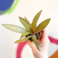 Spider Lily - Tradescantia spathacea 'Sitara’ - Welsh Grown - Sprouts of Bristol