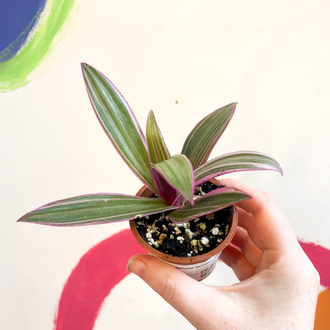 Spider Lily - Tradescantia spathacea 'Varicolor’ - Welsh Grown - Sprouts of Bristol