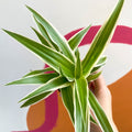 Spider Plant - Chlorophytum comosum 'Variegatum' - Sprouts of Bristol