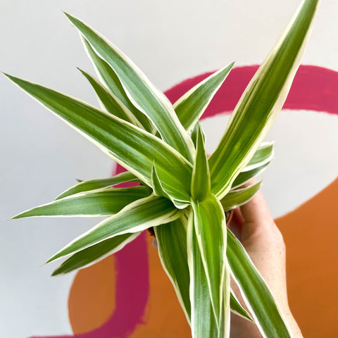 Spider Plant - Chlorophytum comosum 'Variegatum' - Sprouts of Bristol