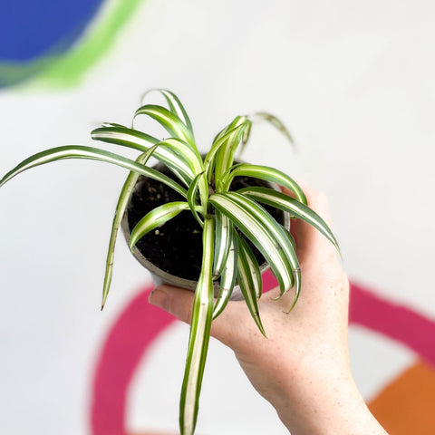 Spider Plant - Chlorophytum comosum 'Variegatum' - British Grown - Sprouts of Bristol