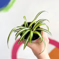 Spider Plant - Chlorophytum comosum 'Variegatum' - British Grown - Sprouts of Bristol