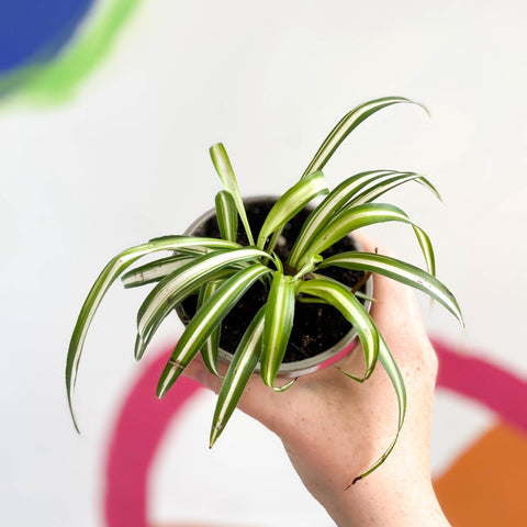 Spider Plant - Chlorophytum comosum 'Variegatum' - British Grown - Sprouts of Bristol