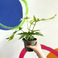 Spiders Web Paper Plant - Fatsia japonica variegata - Sprouts of Bristol