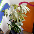 Spiders Web Paper Plant - Fatsia japonica variegata - Sprouts of Bristol
