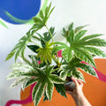 Spiders Web Paper Plant - Fatsia japonica variegata - Sprouts of Bristol