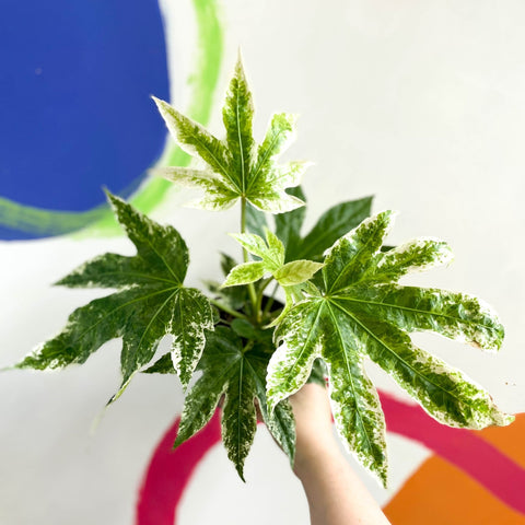 Spiders Web Paper Plant - Fatsia japonica variegata - Sprouts of Bristol