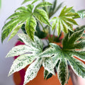 Spiders Web Paper Plant - Fatsia japonica variegata - Sprouts of Bristol