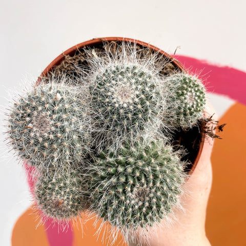 Spiny Pincushion Cactus - Mammillaria spinosissima - Sprouts of Bristol