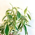 Spiral Ginger - Costus arabicus 'Variegata' - Sprouts of Bristol