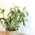 Spiral Ginger - Costus arabicus 'Variegata' - Sprouts of Bristol