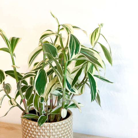 Spiral Ginger - Costus arabicus 'Variegata' - Sprouts of Bristol