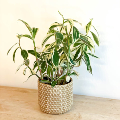 Spiral Ginger - Costus arabicus 'Variegata' - Sprouts of Bristol