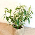 Spiral Ginger - Costus arabicus 'Variegata' - Sprouts of Bristol
