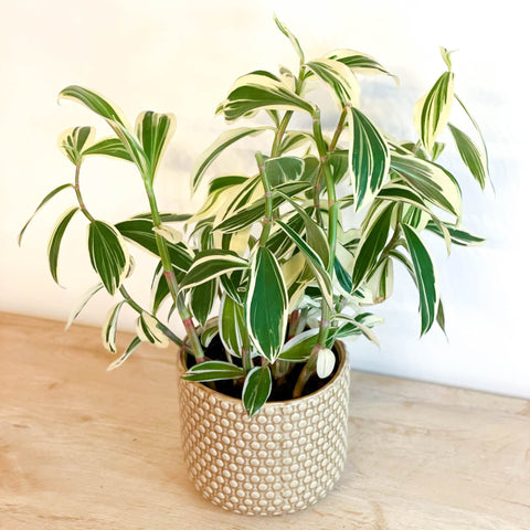 Spiral Ginger - Costus arabicus 'Variegata' - Sprouts of Bristol