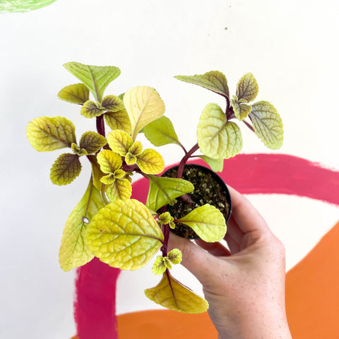 Spurflower - Plectranthus 'Easy Gold' - Welsh Grown - Sprouts of Bristol