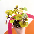 Spurflower - Plectranthus 'Easy Gold' - Welsh Grown - Sprouts of Bristol