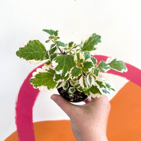 Spurflower - Plectranthus madagascariensis 'Lynne' - Welsh Grown - Sprouts of Bristol