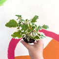 Spurflower - Plectranthus madagascariensis 'Lynne' - Welsh Grown - Sprouts of Bristol