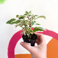 Spurflower - Plectranthus madagascariensis 'Lynne' - Welsh Grown - Sprouts of Bristol