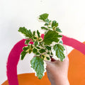 Spurflower - Plectranthus madagascariensis 'Lynne' - Welsh Grown - Sprouts of Bristol