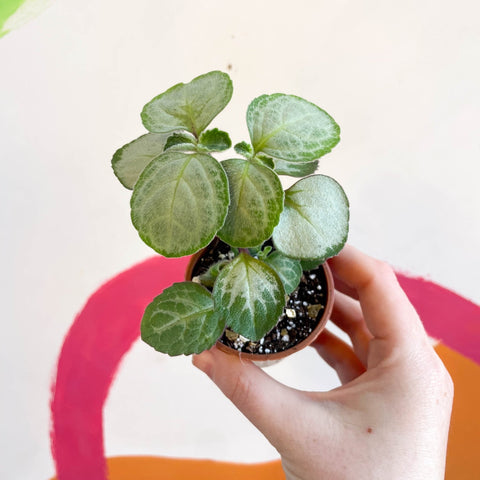Spurflower - Plectranthus oertendahlii - Welsh Grown - Sprouts of Bristol