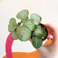 Spurflower - Plectranthus oertendahlii - Welsh Grown - Sprouts of Bristol
