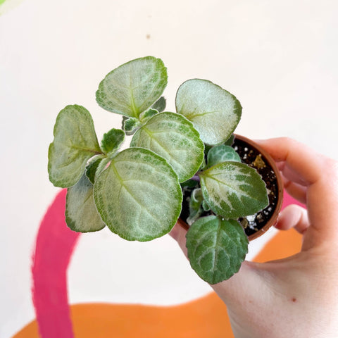 Spurflower - Plectranthus oertendahlii - Welsh Grown - Sprouts of Bristol