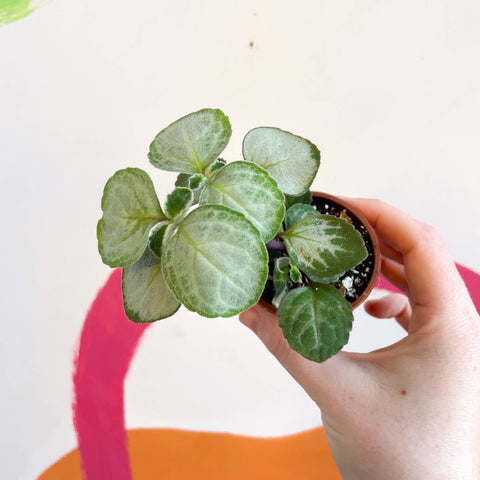 Spurflower - Plectranthus oertendahlii - Welsh Grown - Sprouts of Bristol