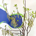 Stachyurus chinensis 'Celina' - Deciduous Shrub - Sprouts of Bristol