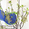 Stachyurus chinensis 'Celina' - Deciduous Shrub - Sprouts of Bristol