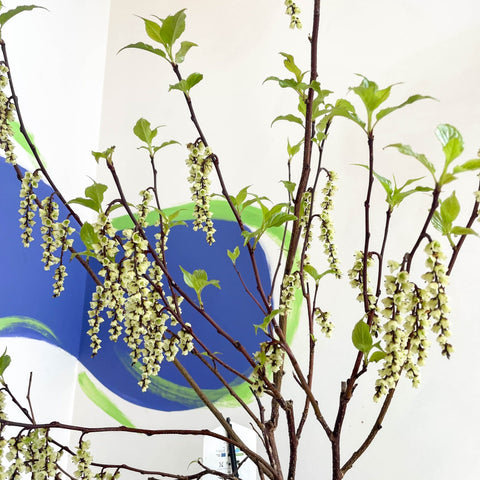 Stachyurus chinensis 'Celina' - Deciduous Shrub - Sprouts of Bristol
