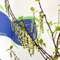 Stachyurus chinensis 'Celina' - Deciduous Shrub - Sprouts of Bristol