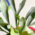 Staghorn Fern - Platycerium bifurcatum - Sprouts of Bristol