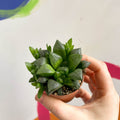 Star Cactus - Haworthia retusa - Sprouts of Bristol