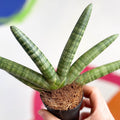 Starfish Snake Plant- Sansevieria cylindrica ‘Boncel’ - Sprouts of Bristol