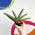 Starfish Snake Plant- Sansevieria cylindrica ‘Boncel’ - Sprouts of Bristol