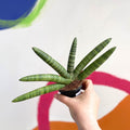 Starfish Snake Plant- Sansevieria cylindrica ‘Boncel’ - Sprouts of Bristol