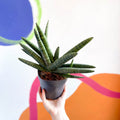 Starfish Snake Plant - Sansevieria cylindrica boncellensis ‘Boncel’ - Sprouts of Bristol