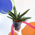 Starfish Snake Plant - Sansevieria cylindrica boncellensis ‘Boncel’ - Sprouts of Bristol